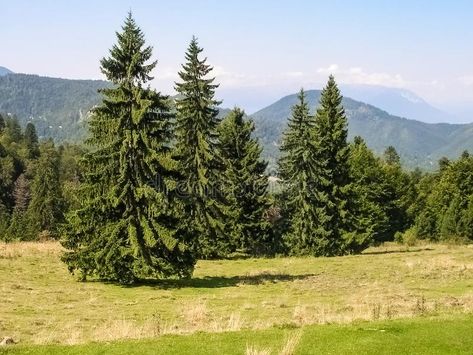 Spruce trees Picea abies in summer. The Norway Spruce Picea abies in the Carpath , #Affiliate, #abies, #summer, #Picea, #Spruce, #trees #ad Norway Spruce Tree, Picea Abies, Fast Growing Evergreens, Spruce Trees, Norway Spruce, Privacy Trees, Tree Seedlings, Garden Stand, Spruce Tree