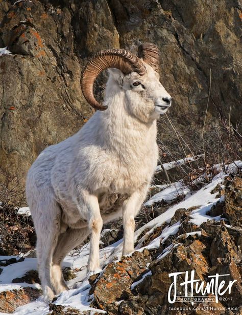 Dall Sheep Ram photographed near Anchorage, Alaska. Photo: J. Hunter Ram Animal, Dall Sheep, Wild Sheep, Ram Sheep, Big Deer, Alaska Wildlife, Big Horn Sheep, North American Wildlife, Wolf Hybrid