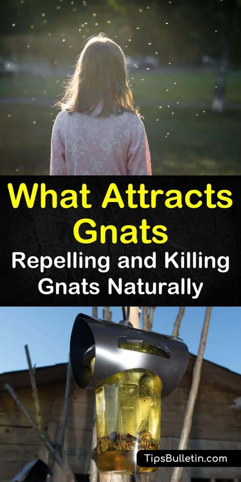 If you have a gnat infestation, you'll want to learn what attracts gnats and fruit flies so you can take preventative measures and keep these pesky insects out of your home. Discover what you might have in your kitchen that attracts gnats. #flies #gnattraps #whatattractsgnats #gnats Natural Gnat Repellant, Killing Gnats, Gnat Repellant, How To Kill Gnats, Gnat Spray, Home Pest Control, How To Get Rid Of Gnats, Homemaking Skills, Gnat Traps