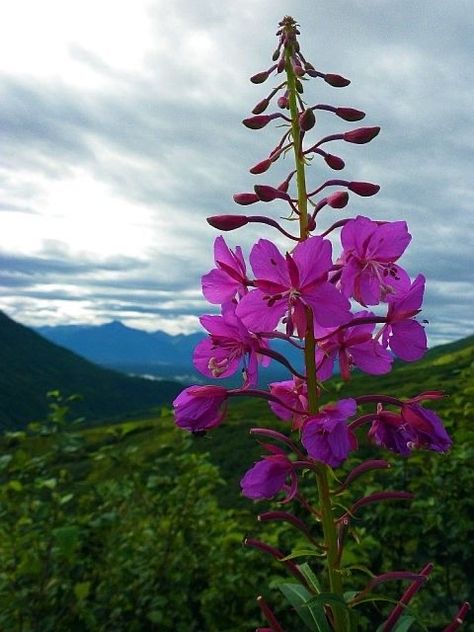 Alaska Fireweed, I Am Successful, Alaska Art, Alaska Wedding, Blue And Purple Flowers, Alaska Cruise, Flower Field, Belleza Natural, Native Plants