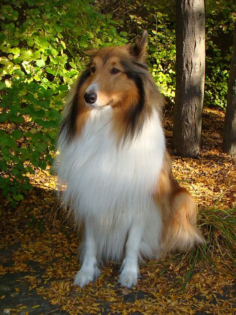 Sitting Pictures, Rough Collies, Sitting Dog, Sheltie Dogs, Collie Puppies, Dapper Dan, Rough Collie, Beautiful Dog, Face Facial