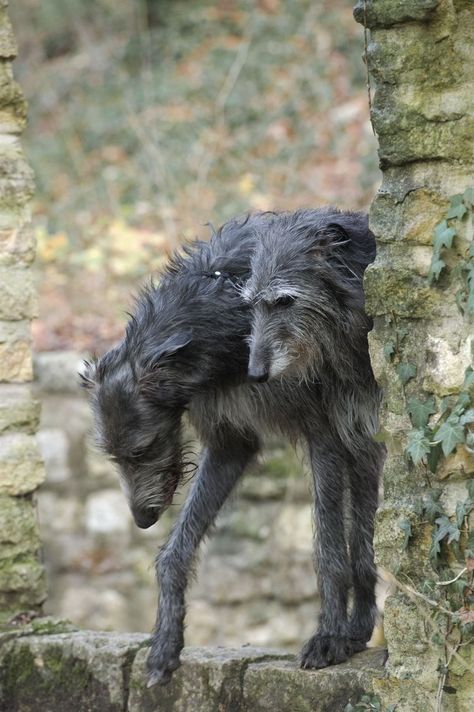 Wolfhound Dog, Scottish Deerhound, Irish Wolfhound, Dog Training Collar, Large Dog Breeds, Hunting Dogs, Black Dog, Beautiful Dogs, Animals And Pets