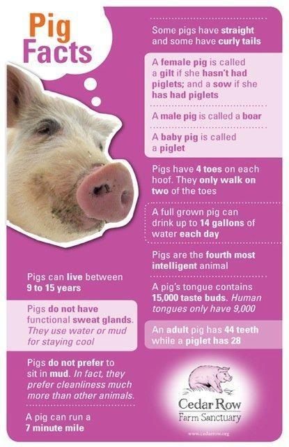 Interesting facts about pigs Pig Litter Box Ideas, Toys For Pigs, Mini Pig Care, Potbelly Pigs, Pig Facts, Show Pigs, Pig Showing, Raising Pigs, Pet Pig