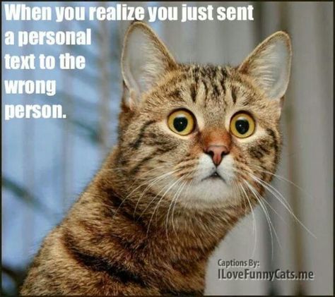 Lol Funny Cat Captions, Shocked Cat, Cat Expressions, Funny Cat Faces, Funny Animals With Captions, Airbrush Art, Cats Meow, All About Cats, Funny Animal Pictures