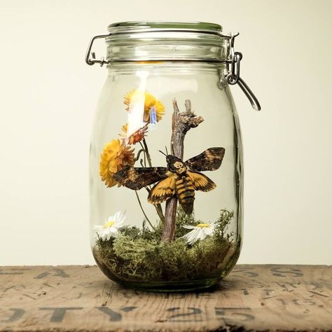 Glass Jar Terrarium, Butterflies Real, Entomology Decor, Bug Taxidermy, Mason Jar Terrarium, Wall Terrarium, Jar Terrarium, Oddities Decor, Taxidermy Decor