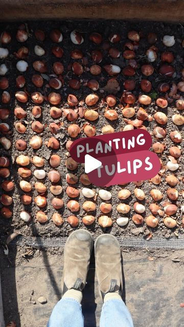 Jenna Meadows | Meadows Flower Farm on Instagram: "How I plant and protect my tulip bulbs!  This method is by @three.acre.farm.mi which includes a vole/rodent proof add on to the @notillflowers method. Both ladies have wonderful blog posts with more detailed information, but this is the gist of why/how:  During a snowy stretch of winter a couple seasons ago I had an entire low tunnel of ranunculus decimated within days by VOLES! These are teeny sneaky rodents that love to eat bulbs/corms/tubers and are experts at hiding from natural predators when they have snow cover hiding them.   In the seasons since I’ve built these temporary raised beds with a layer of hardware wire on the bottom and top! The wire on the top will be taken off when the tulips peek above the soil. ☺️ After the tulips bl Tulip Raised Bed, Tulips In Raised Beds, Snow Cover, Tulip Bulbs, Flower Farm, Raised Beds, Tulips, Soil, Blog Posts