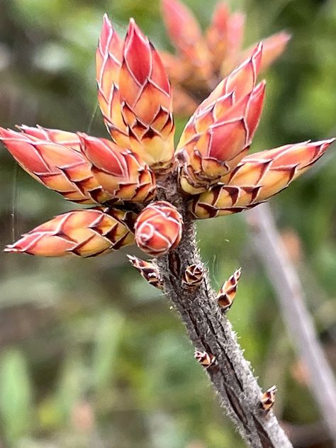 Swamp Azalea (buds) - digitaal photography by Barbara D. Boss 2023 (Hernando County) Swamp Azalea, D Boss, Natural Beauty, Photography, Beauty, Nature