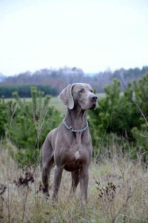 Walking Dogs, Weimaraner Puppies, Grey Ghost, Dog Chain, Weimaraner Dogs, Golden Puppy, Spiritual Healer, Weimaraner, Dog Walker