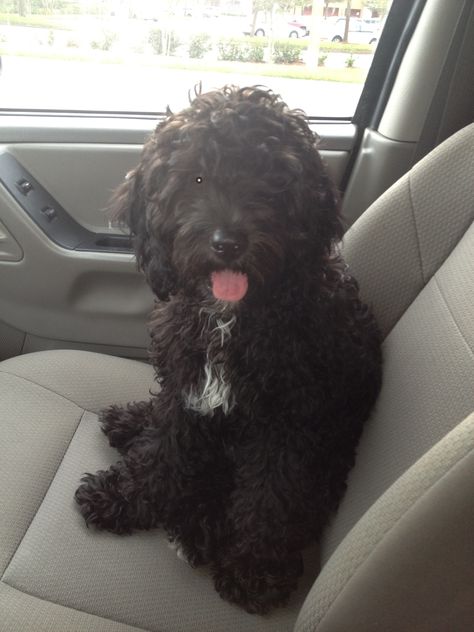 This looks just like my first dog, Barney. Cockapoos are such good dogs Black Cockerpoo, Cockapoo Black, Black Cockapoo, Black Labradoodle, Dalmatian Puppies, Fish Bait, Cockapoo Dog, Dog Mommy, Cockapoo Puppies