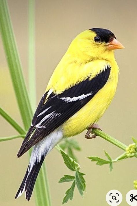 Gold Finch Painting, Gold Finch Tattoo, Goldfinch Bird, Yellow Finch, Gold Finch, Oriole Bird, American Goldfinch, Art Pole, Painting Birds