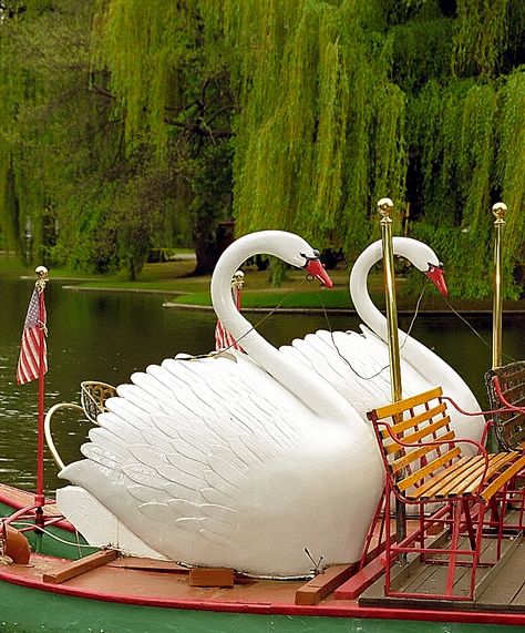 Swan Boats, Valentines Date Ideas, Boston Public Garden, Duck Boat, Boston Travel, Martha’s Vineyard, Boston Common, Candlelit Dinner, Valentines Day Date