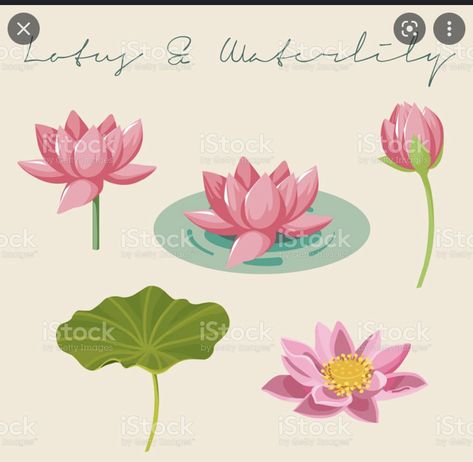 Lotus In Water Drawing, Nelumbo Nucifera Illustration, Lotus Flower Vector Illustrations, Water Lilly Illustration, Lotus Illustration Art, Water Flowers Drawing, Lotus Pond Illustration, Lotus Illustration Design, How To Draw Lotus Flower