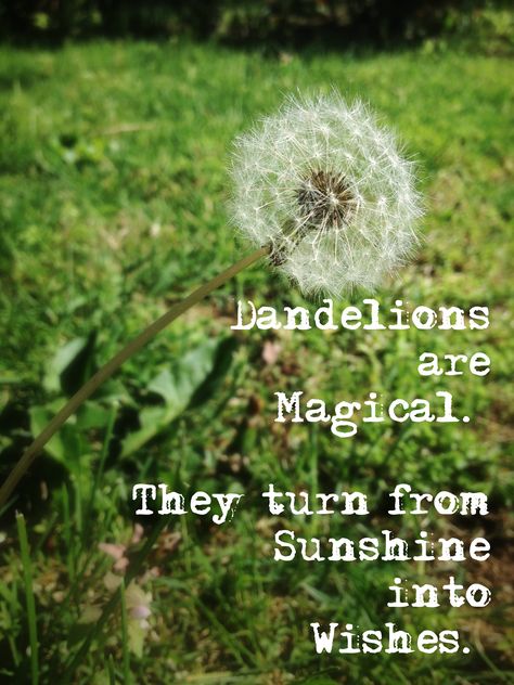 Dandelions are magical. They turn from sunshine into wishes. ~ Tabitha Black Make A Wish Quote, Dandelion Quotes, Social Work Quotes, Make A Wish Dandelion, Citation Nature, Wish Dandelion, Dandelion Wishes, A Dandelion, Dandelion Wish