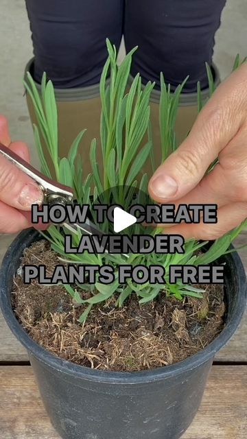 Anya Lautenbach on Instagram: "Follow @anya_thegarden_fairy  📣NEW BOOK! Link in my bio.  HOW TO PROPAGATE LAVENDER- PLANTS FOR FREE  *Detailed instructions and a list of plants that can be propagated this way are included in my book on page 122- 125   If you would like to learn more, please subscribe to my IG channel. Visit my profile and click on ‘SUBSCRIBE’.   WHEN TO DO IT 🧚🏻 Spring and Summer   Lavender cuttings are very easy to propagate in Spring and will root within 3-4 weeks. I usually grow them for few extra weeks before transplanting to their individual pots. PS.  I grew all our lavender from cuttings and it didn’t take that long for the hedges to mature and look great.  Propagation has been my passion for over 30 years and I created hundreds of lavender plants. I know that ma How To Plant Lavender From Cuttings, Potted Lavender Outdoor Planters, Where To Plant Lavender Outdoors, Lavender Planter Ideas, Propagating Lavender From Cuttings, When To Plant Lavender Outside, How To Grow Lavender, Landscaping With Lavender, Lavender Propagation