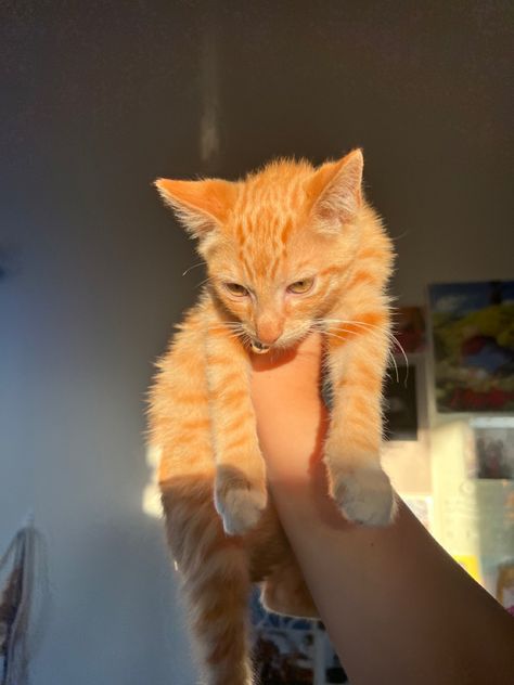 Ginger Tabby Kitten, Ginger Kitten Aesthetic, Orange Tabby Kittens, Train A Cat, Yellow Kitten, Cat Tricks, Tabby Kitten Orange, Orange Kitty, Orange Kitten