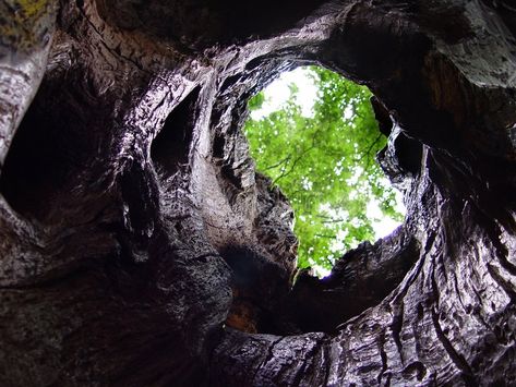 Tree cave. Hollow in a big tree , #AD, #cave, #Tree, #Hollow, #tree, #big #ad Tree Hollow, Hollow Tree, Jungle House, Concept Draw, Tree Textures, Summer Backyard, Mystical Forest, Forest Floor, Big Tree