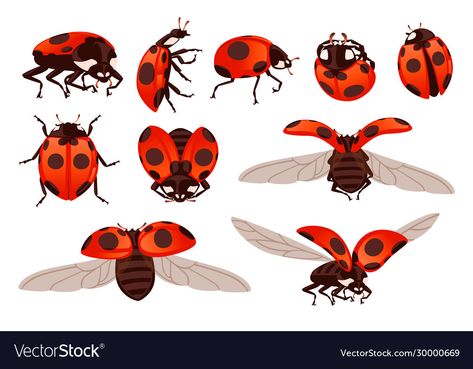 Ladybug With Wings Open, Ladybug Flying Drawing, Ladybug Flying, Flying Beetle, Beetle Cartoon, Ladybug Illustration, Ladybug Drawing, Ladybug Wings, Wings Flying