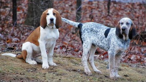 Majestic Tree Hound Majestic Tree Hound, Hound Dog Breeds, Majestic Tree, Hound Puppies, Hound Dog, Dog Breed, Picture Video, Dog Breeds, Dogs And Puppies