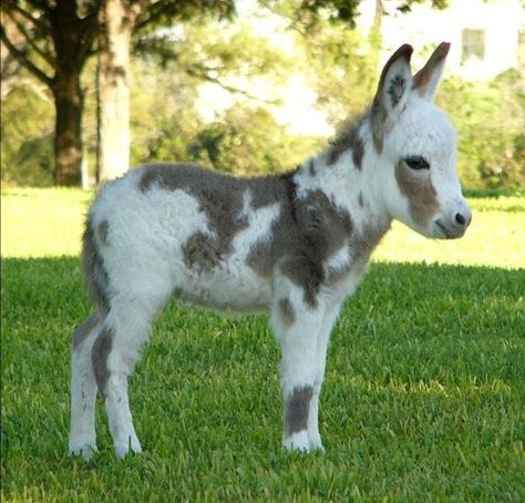 Oh my god, miniature donkeys are absolutely adorable! - Imgur Onesie Cake, Mini Donkeys, Baby Donkey, Mini Donkey, Miniature Donkey, Horse Pics, Cute Donkey, Happy Farm, Happy Pictures