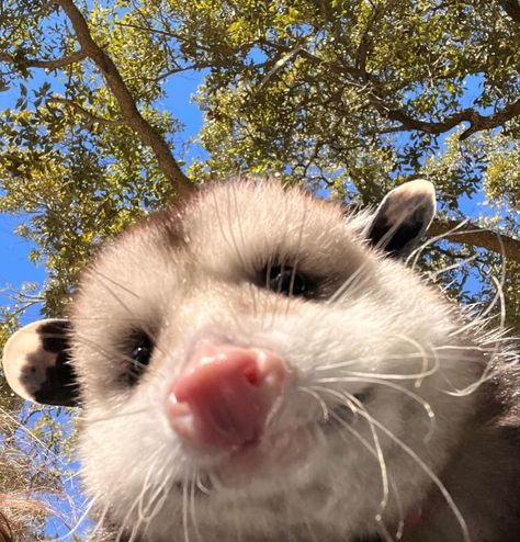 Opossum Profile Picture, Opposum Aesthetic, Possum Profile Picture, Goofy Possum, Possums Cute, Opposum Fursona, Cute Opposum, Possum Pfp, Opposum Funny