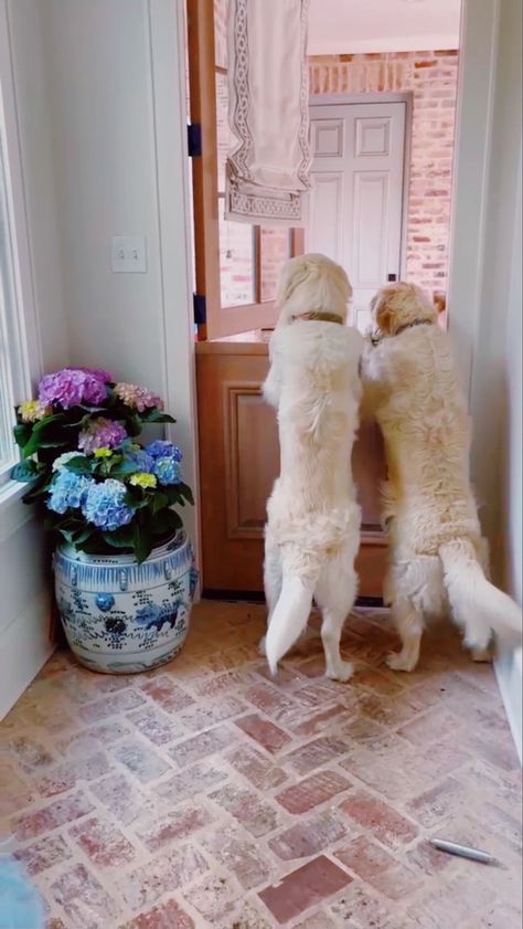 two english cream golden retrievers on their hind legs waiting at a half open door next to a pot of hydrangeas Golden Retriever Pictures, East Coast Aesthetic, English Cream Golden Retriever, Cream Golden Retriever, English Cream, Cute Bulldogs, Puppies And Kitties, Golden Retrievers, Mans Best Friend