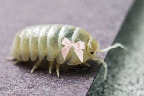 Giant Isopod Cute, Isopod Pfp, Isopod Drawing, Bug Pfp, Cute Isopod, Bug Core, Pill Bugs, Cute Insects, Giant Isopod