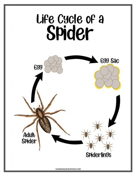 Spider Life Cycle Printable Insects And Spiders Preschool Crafts, Life Cycle Lessons Preschool, Life Cycle Of A Spider Preschool, Spider Life Cycle Preschool, Spider Crafts For Preschoolers, Spider Activity Preschool, Spiders Preschool Activities, Parts Of A Spider Preschool, Life Cycle Of Insects Preschool