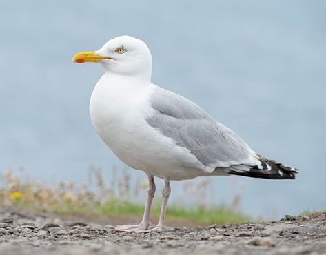 Seagull Reference, Herring Gull, Sea Gulls, Bird Identification, Shorebirds, Australian Birds, Seaside Towns, Big Bird, Surf Art