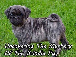 Uncovering The Mystery Of The Brindle Pug Brindle Pug, Dog Breeds Pictures, Pugs And Kisses, Baby Pugs, Pug Pictures, My Puppy, Pug Puppies, Pug Lover, Cute Pugs