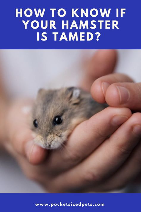 A Hamster, Hamsters, How To Know, To Tell, To Play, Animals