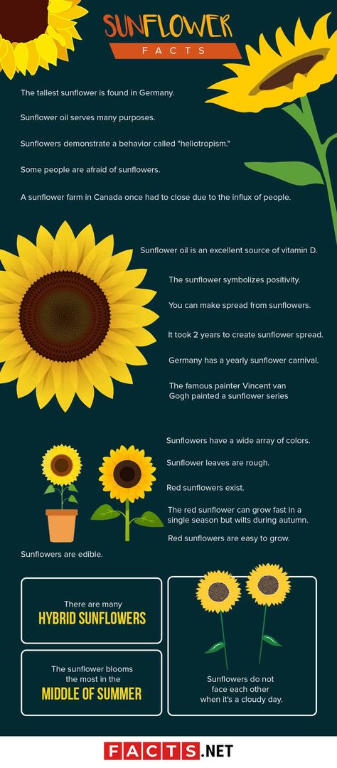 Facts About Sunflowers, Flowers Facts, Facts About Flowers, Home Life Quotes, Sunflower Party Themes, Sunflower Facts, Butterfly Garden Ideas, Flower Facts, Sunflower Life Cycle