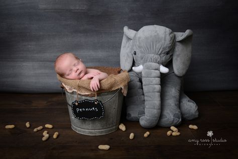 Elephant Newborn Pictures, Toddler Photo Ideas, Maternity Announcement, Newborn Elephant, Plymouth Michigan, Boy Newborn Photography, First Family Photos, Baby Boy Newborn Photography, Newborn Photography Boy