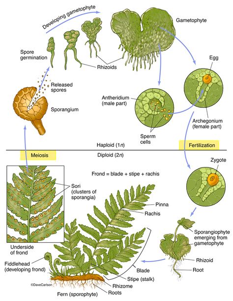 Life Cycle Of Fern, Structure Life, Fern Life Cycle, Life Cycle Worksheet, Horticulture Education, Cycle Photo, Biology Plants, Science Infographics, Plant Physiology