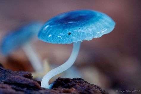 Health Benefits Of Mushrooms, Poisonous Mushrooms, Blue Mushroom, Slime Mould, Mushroom Fungi, A Cell, Mushroom Art, Watering Globe, Science And Nature