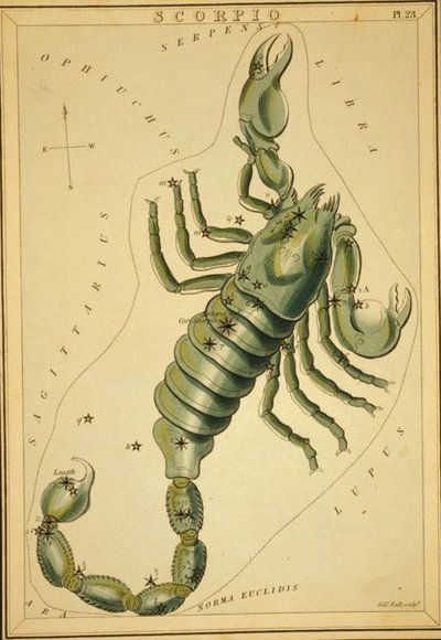 Vintage Astrology-Scorpio by HauntingVisionsStock.deviantart.com on @DeviantArt Scorpio Art, Astronomy Stars, Astrology Scorpio, Constellation Art, Astrology Stars, Arte Alien, Zodiac Scorpio, The Scorpio, Scorpio Moon