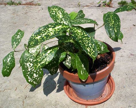 Dracena godseffiana Dangerous Plants, Garden Craft Ideas, Indoor Herbs, Apartment Gardening, Dracaena Plant, Plants At Home, Herbs And Plants, Flower And Leaves, Herbs Garden