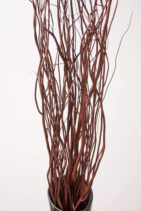 Amazon.com: Green Floral Crafts | 12 Stem Dried Curly Willow Branches 3-4 Feet Tall - Perfect Home Decoration and Floor Vase Filler (Natural) : Arts, Crafts & Sewing Curly Willow Branches, Floor Vase Fillers, Floor Vase Decor, Home Decor Floral Arrangements, Floral Crafts, Curly Willow, Birch Branches, Willow Green, Willow Branches