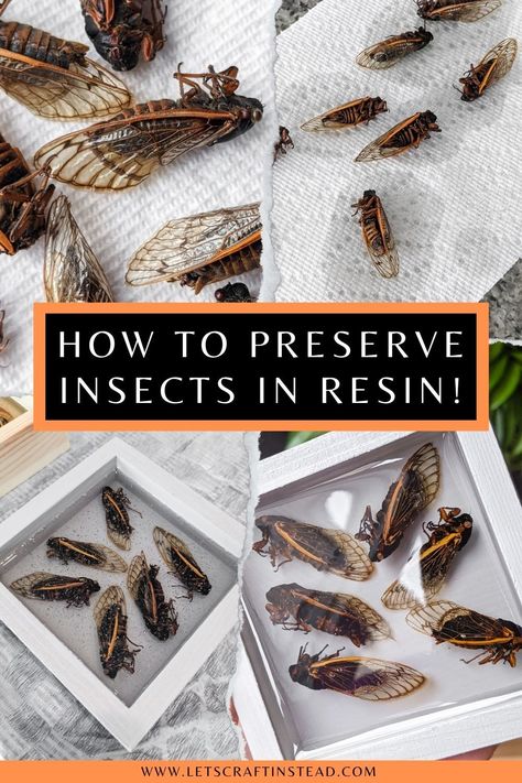 Learn how to preserve insects in resin, including how to get rid of bubbles in resin and how to avoid them in the first place by mixing the right way! I’m also sharing how to dry and prep insects for resin using dead Brood X cicadas. Insects In Resin, Amazing Clear Cast Resin, Insect Taxidermy, How To Make Resin, Insect Wings, Bug Collection, Insect Collection, Taxidermy Art, Diy Epoxy