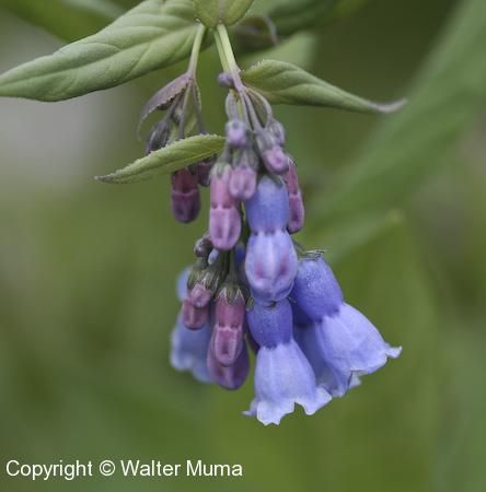 Northern Bluebells (Mertensia paniculata) - Ontario Wildflowers Ontario Wildflowers, Ontario, Wild Flowers, Flowers