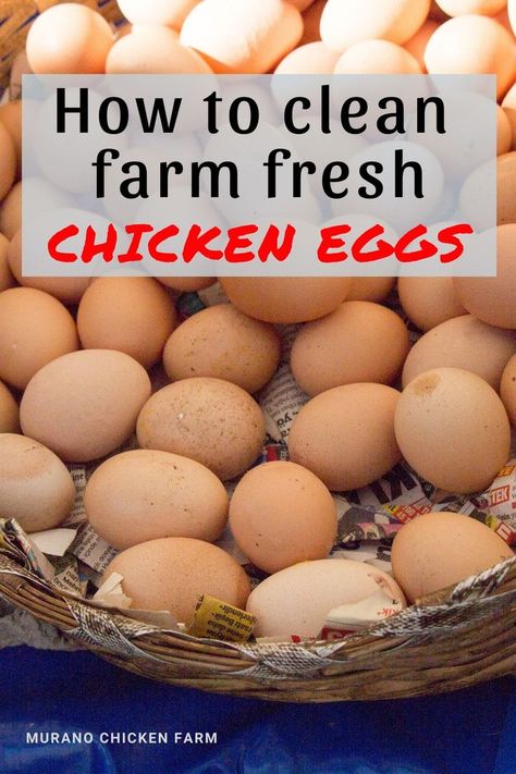 Urban Chicken Farming, Clean Chicken, Eggs For Sale, Backyard Chicken Coop Plans, Backyard Chicken Farming, Chicken Life, Farm Eggs, Chicken Coop Plans, Backyard Chicken Coops