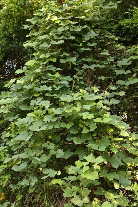 7 Invasive Plants to Keep Out of your Yard - Garden Lovers Club Invasive Vines, Purple Loosestrife, Japanese Barberry, Killing Weeds, Growing Vines, Invasive Plants, Invasive Species, Plant Species, Garden Lovers