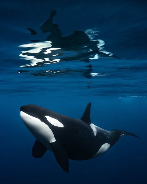 Andy Schmid Underwater & Ocean Photography | Reflections 🪞 Prints available. See link in bio 🔗🛒 • > < • #orca #orcas #orcinusorca #killerwhale #killerwhales #whale... | Instagram Ocean Animals Photography, Orca Oc Human, Ocean Creatures Photography, Orca Whales Photography, Killer Whale Aesthetic, Sea Animals Photography, Orca Photography, Marine Life Wallpaper, Sea Life Photography