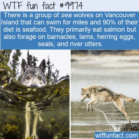 WTF Facts : funny, interesting & weird facts  Fun Animal Fact - Sea Wolves  #wtf #funfact #wtffunfact 9974 #Animals #coastal wolf #random fact #random facts #random funny fact #sea wolf #Vancouver Island #wolves #wtf fun fact Wolves Facts, Wolf Facts, Facts About Wolves, Coastal Wolf, Animal Fun Facts, Funny Weird Facts, Sea Wolves, River Otters, Sea Wolf