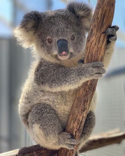 Koala Lover on Instagram: “very cute koala.. follow: @koala.lover63 credit: @koala.of.insta . . . . . . . #koala #koalas #australiananimals #animal #animallovers” Koala Marsupial, Cute Koala Bear, The Wombats, Saturday Weekend, Baby Koala, Australian Animals, Cute Wild Animals, Cute Animal Pictures, Cute Creatures