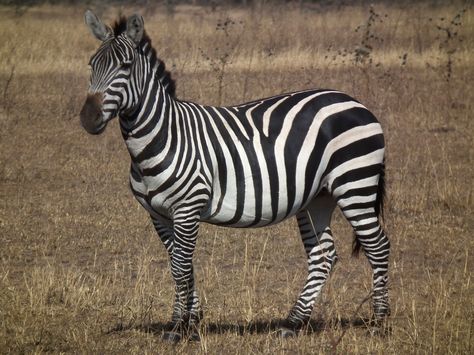 Zebra Pictures, Plains Zebra, Serengeti Tanzania, Kingdom Animalia, Zebras Animal, Social Behavior, Facts For Kids, Basic Facts, Sharp Teeth