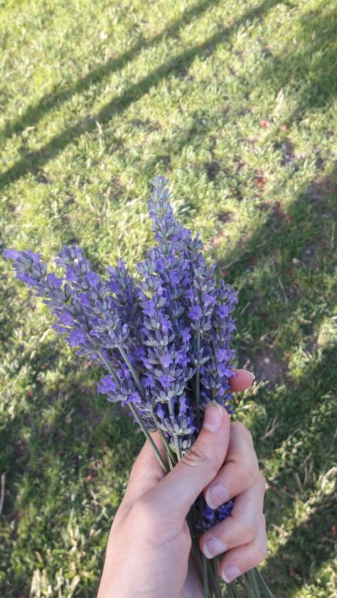 Lavenders Blue Dilly Dilly, Dilly Dilly, Aesthetic Stuff, Lavender Blue, Amazing Flowers, Lavender, Roses, Plants, Flowers