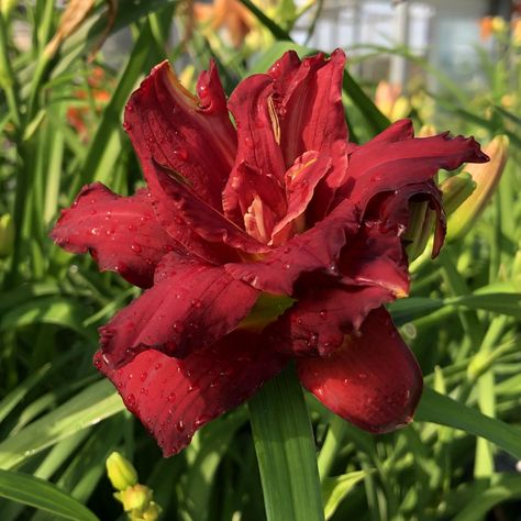 Hemerocallis 'Double Pardon Me' Double Heart Gemstone Jewelry, Daylily Coit Tower, Double Delight Rose, Coit Tower Daylily, Pardon Me Daylily, Cherries Jubilee, Bee Friendly, Water Wise, Attract Butterflies