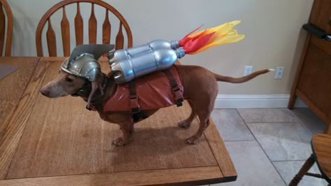 Here are ten dog costumes that are ideal for Dachshunds! Dachshund Costume, Arte Dachshund, Weenie Dog, Dachshund Puppy Miniature, Weiners, Long Haired Dachshund, Sausage Dogs, Wiener Dogs, Weenie Dogs