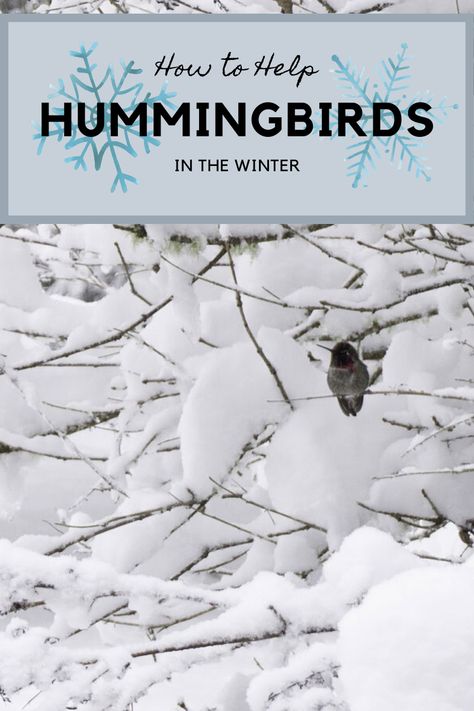 Hummingbird Sanctuary, Hummingbird Houses, Hummingbird Facts, Hummingbirds, Hummingbird Information, Hummingbird Fountain, Homemade Hummingbird Feeder, Sugar Water For Hummingbirds, Winter Bird Feeders