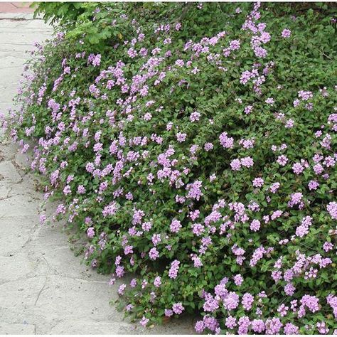 Lantana montevidensis (L. sellowiana) #landscapeproject Trailing Lantana, Purple Lantana, Patio Layout Design, Pretty Plant, Beautiful Landscaping, Landscaping Supplies, Landscape Plans, Backyard Fire, Landscaping Tips